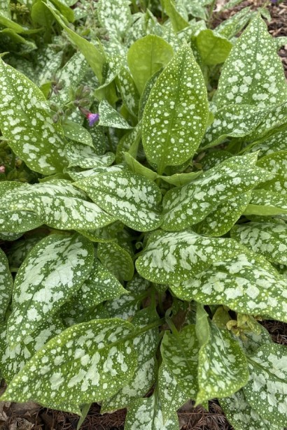 Медуниця цукрова / плямиста ‘Варієгата’|Pulmonaria saccharata ‘Variegata’|Медуница сахарная / пятнистая ‘Вариегата’